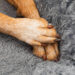 'Popcorn paws' is a common condition affecting pets