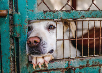 Possible signs of animal cruelty