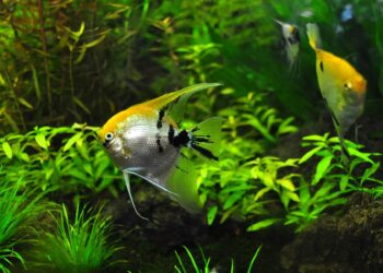 Types of fish that can share a tank