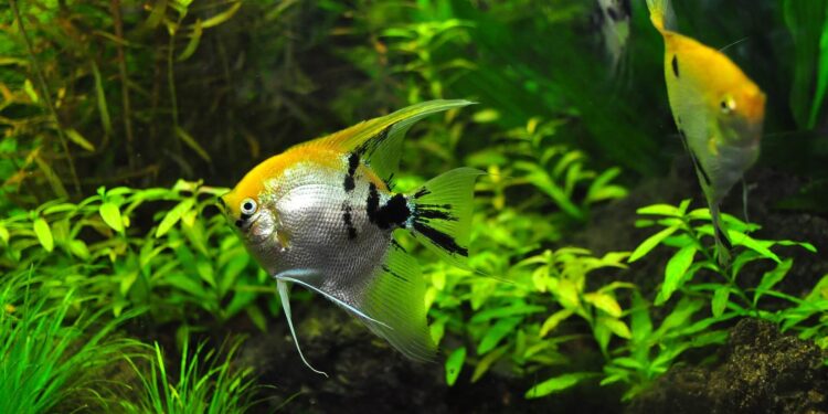 Types of fish that can share a tank