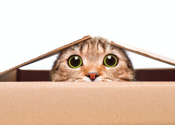 What do pets see in color?