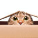 What do pets see in color?