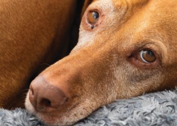 4 sources of pet pain