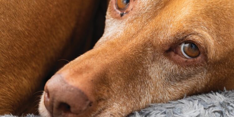 4 sources of pet pain