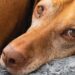4 sources of pet pain