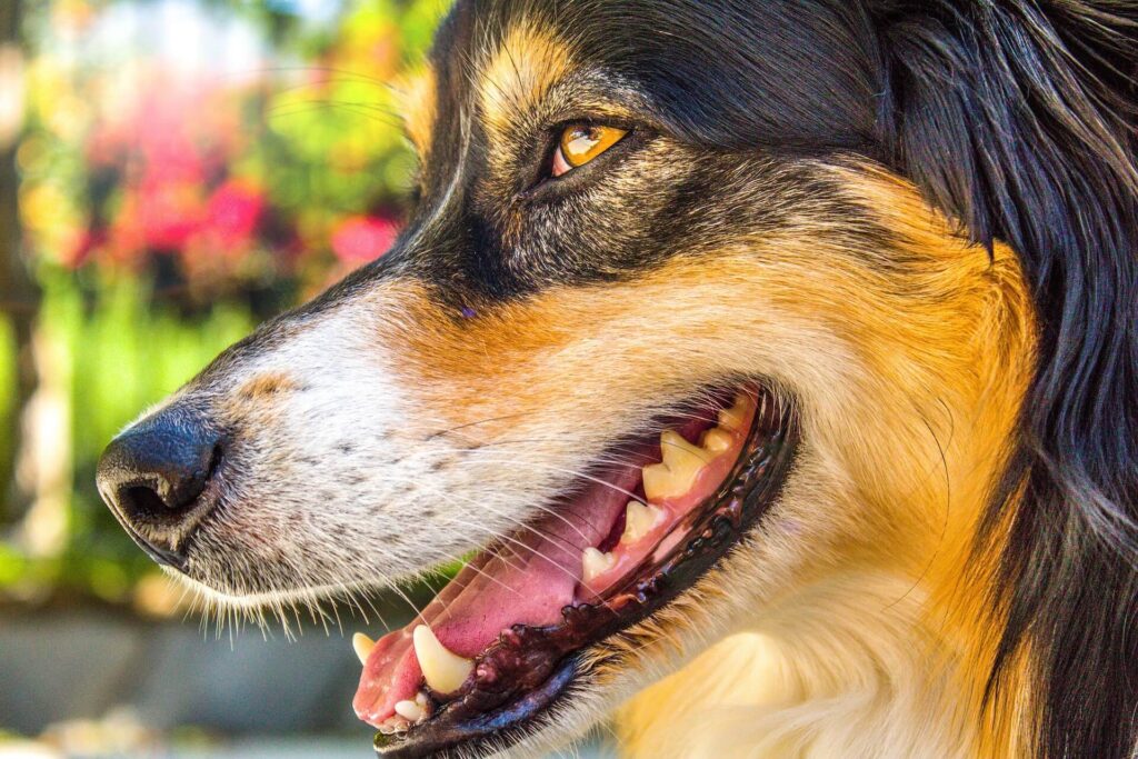 Cleaning a dog’s teeth