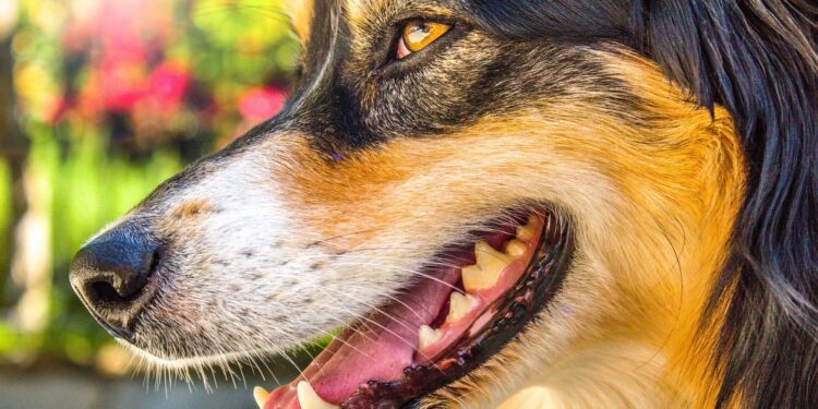Cleaning a dog’s teeth