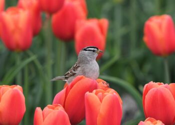 Another Day – Poetic Pauses