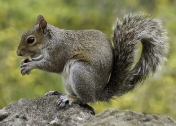 Magic Shadows - Poetic Pauses