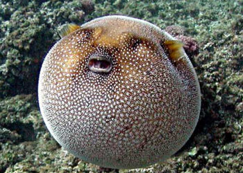 Foods you won't find on the menu in the US - puffer fish