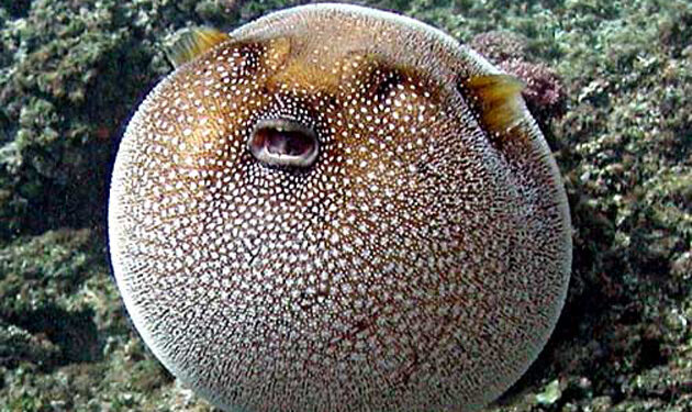 Foods you won't find on the menu in the US - puffer fish