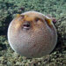 Foods you won't find on the menu in the US - puffer fish