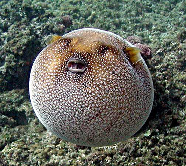 Foods you won't find on the menu in the US - puffer fish