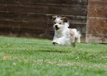 Get Fluffy or Spot to show you what he wants