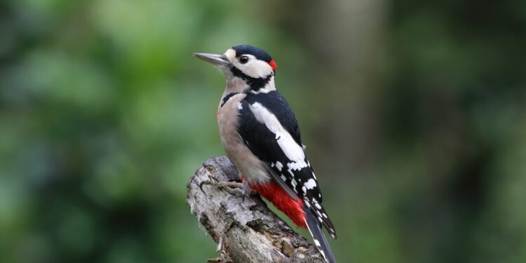 Sounds of Nature - Poetic Pauses