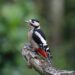 Sounds of Nature - Poetic Pauses