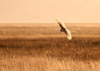 Keep a Song in Your Heart - Poetic Pauses