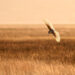 Keep a Song in Your Heart - Poetic Pauses