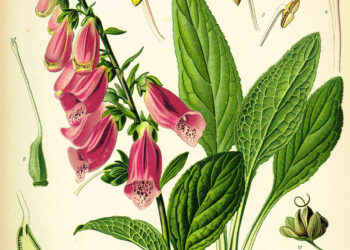 Foxgloves bring beauty and history to your garden