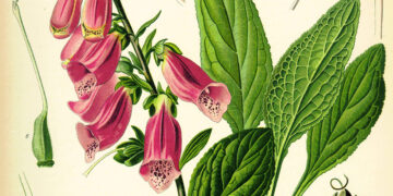Foxgloves bring beauty and history to your garden