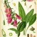 Foxgloves bring beauty and history to your garden