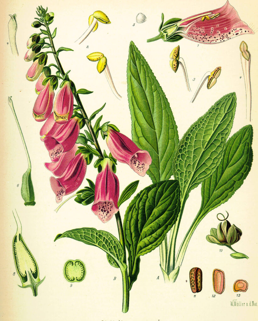 Foxgloves bring beauty and history to your garden