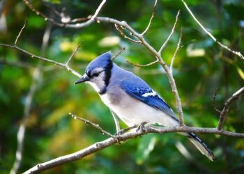 Leaving Trouble Behind – Poetic Pauses