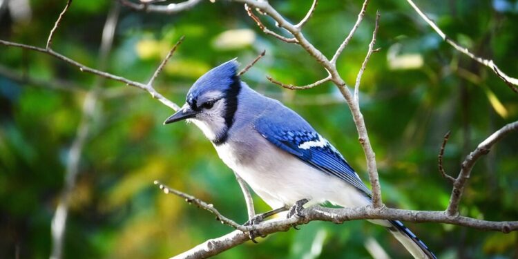 Leaving Trouble Behind – Poetic Pauses