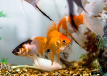 Diving in with goldfish