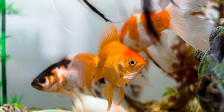 Diving in with goldfish
