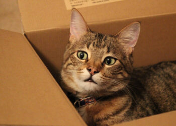 Curiosity earns cat a trip to California