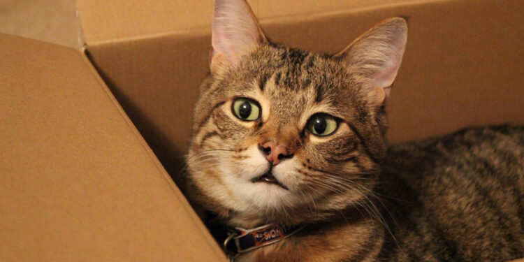 Curiosity earns cat a trip to California