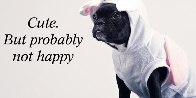 Even best friends argue: How to tell when your dog is annoyed with you