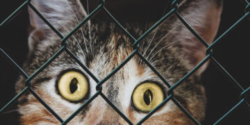 June is adopt a shelter cat month