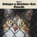 June is adopt a shelter cat month