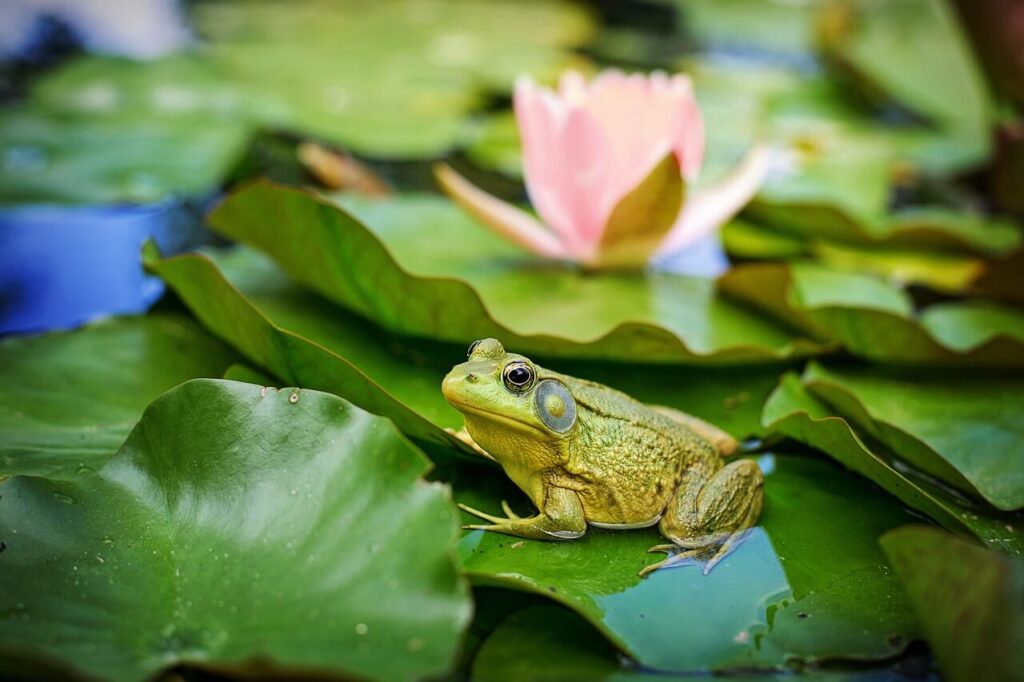 America's Diverse Amphibian Inhabitants - Frogs