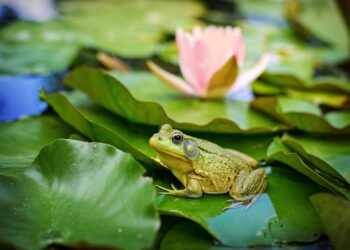 America's Diverse Amphibian Inhabitants - Frogs