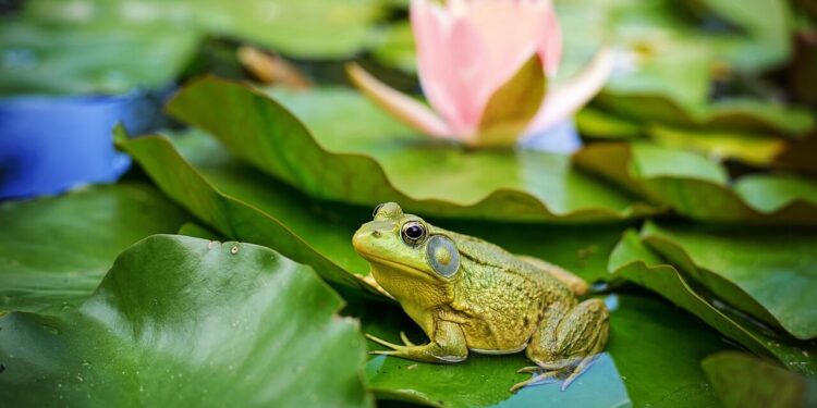 America's Diverse Amphibian Inhabitants - Frogs