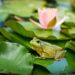 America's Diverse Amphibian Inhabitants - Frogs