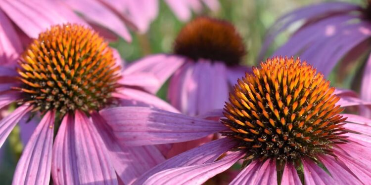 Beautiful low-maintenance garden choice