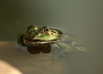 Is owning a webbed-foot pet in your plans?