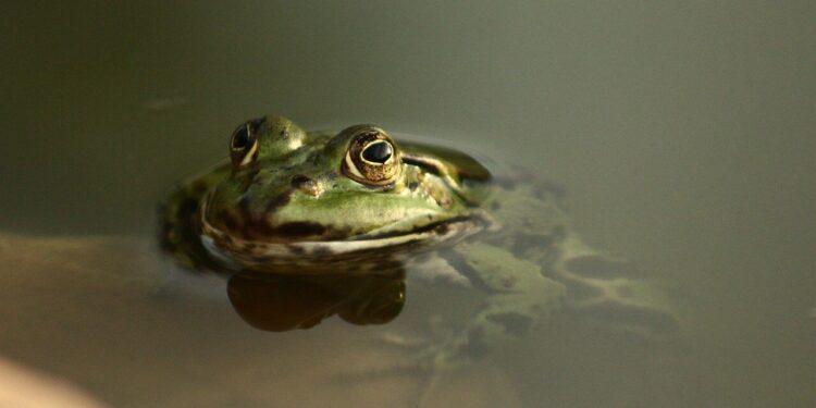 Is owning a webbed-foot pet in your plans?